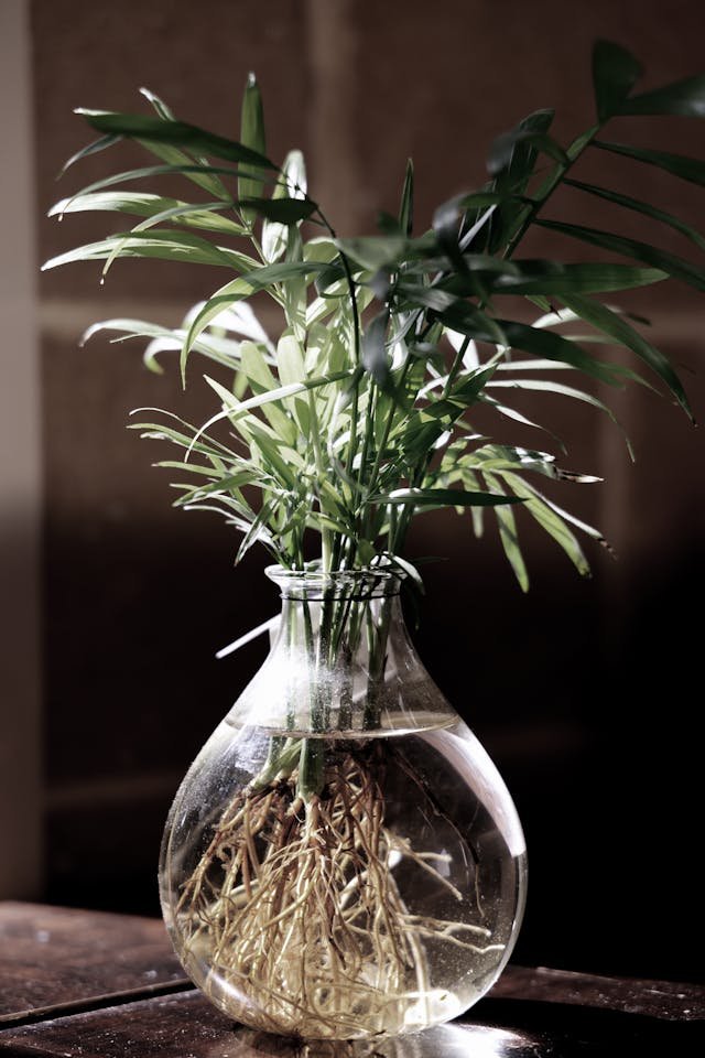 Genius Parlor Palm Care Hacks For Elegant Indoor Greenery pexels thebhullar 30890991