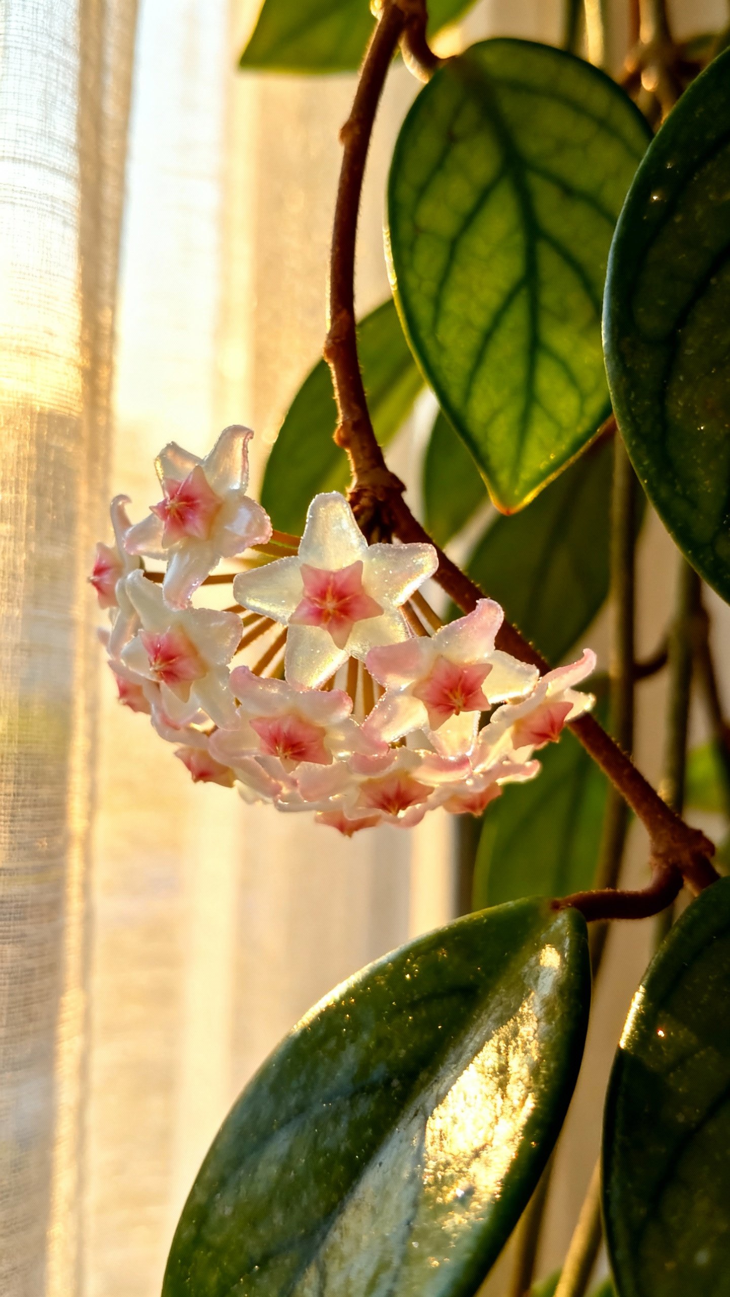 Closeup of Hoya peduncle with starry wax blooms, glossy leaves, morning light through sheer curtain