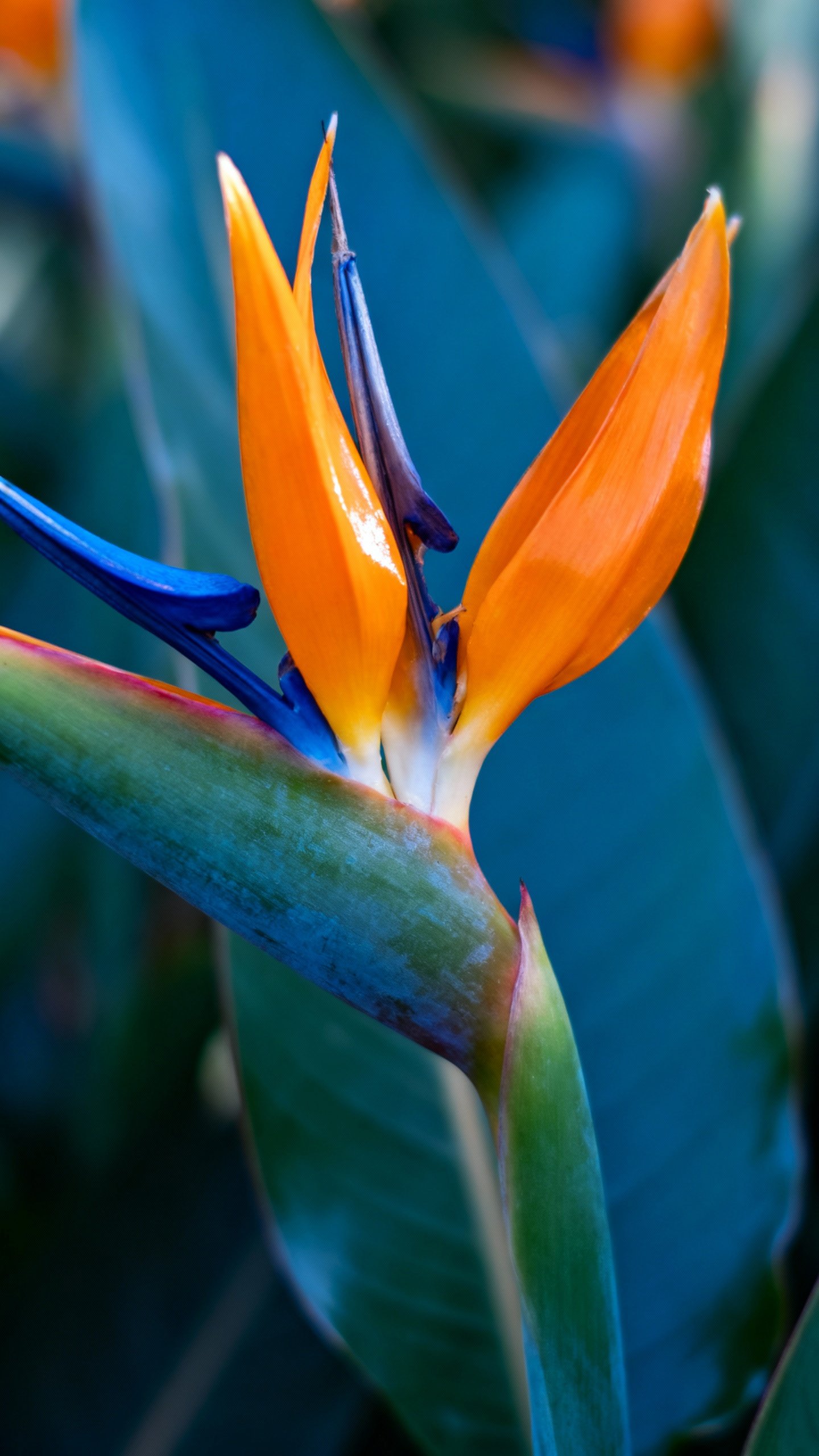 Closeup of orange-and-blue Strelitzia reginae bloom emerging from glossy green spathe