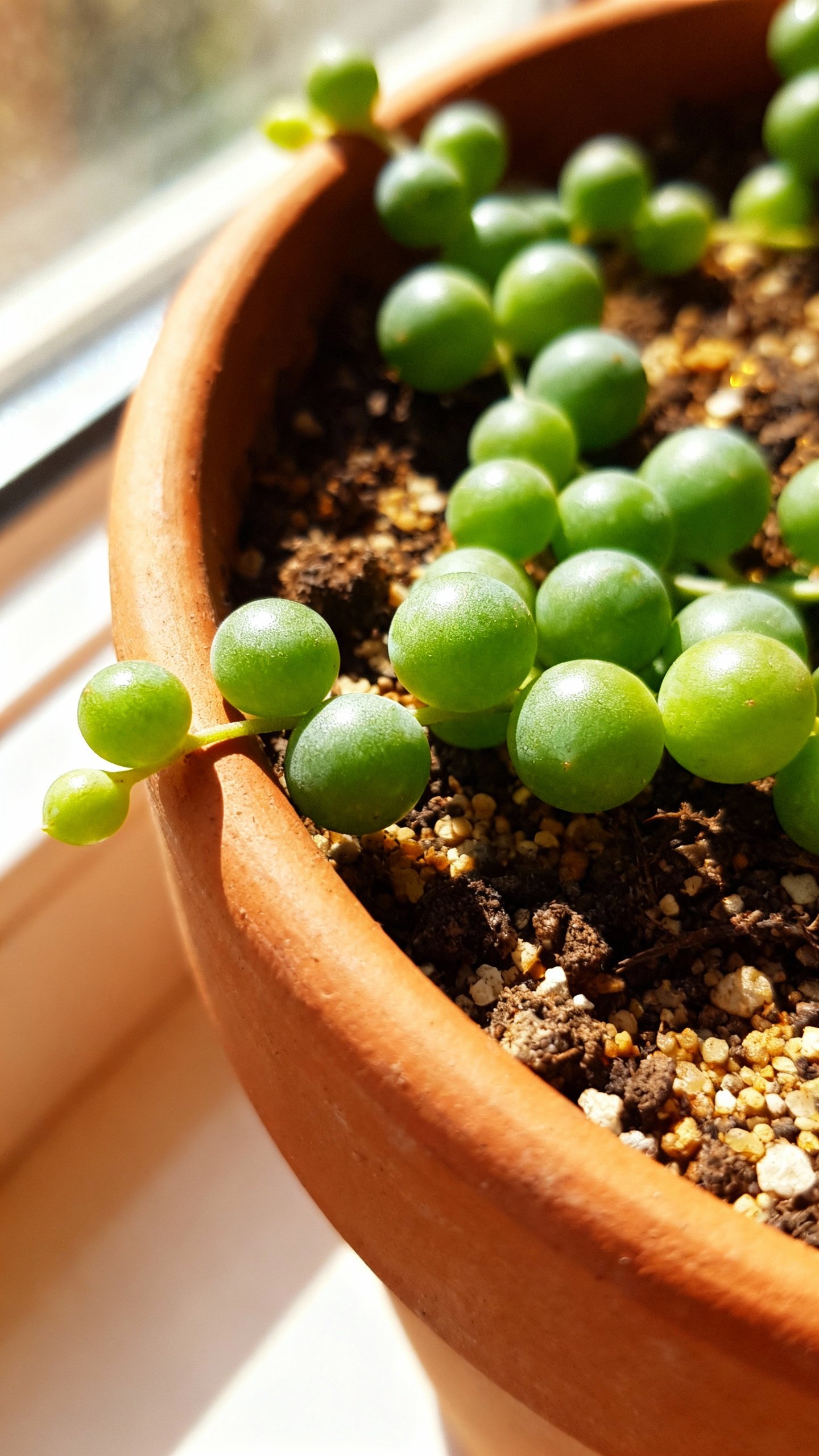 Closeup of plump String of Pearls in terracotta pot, gritty soil mix, bright east-window light