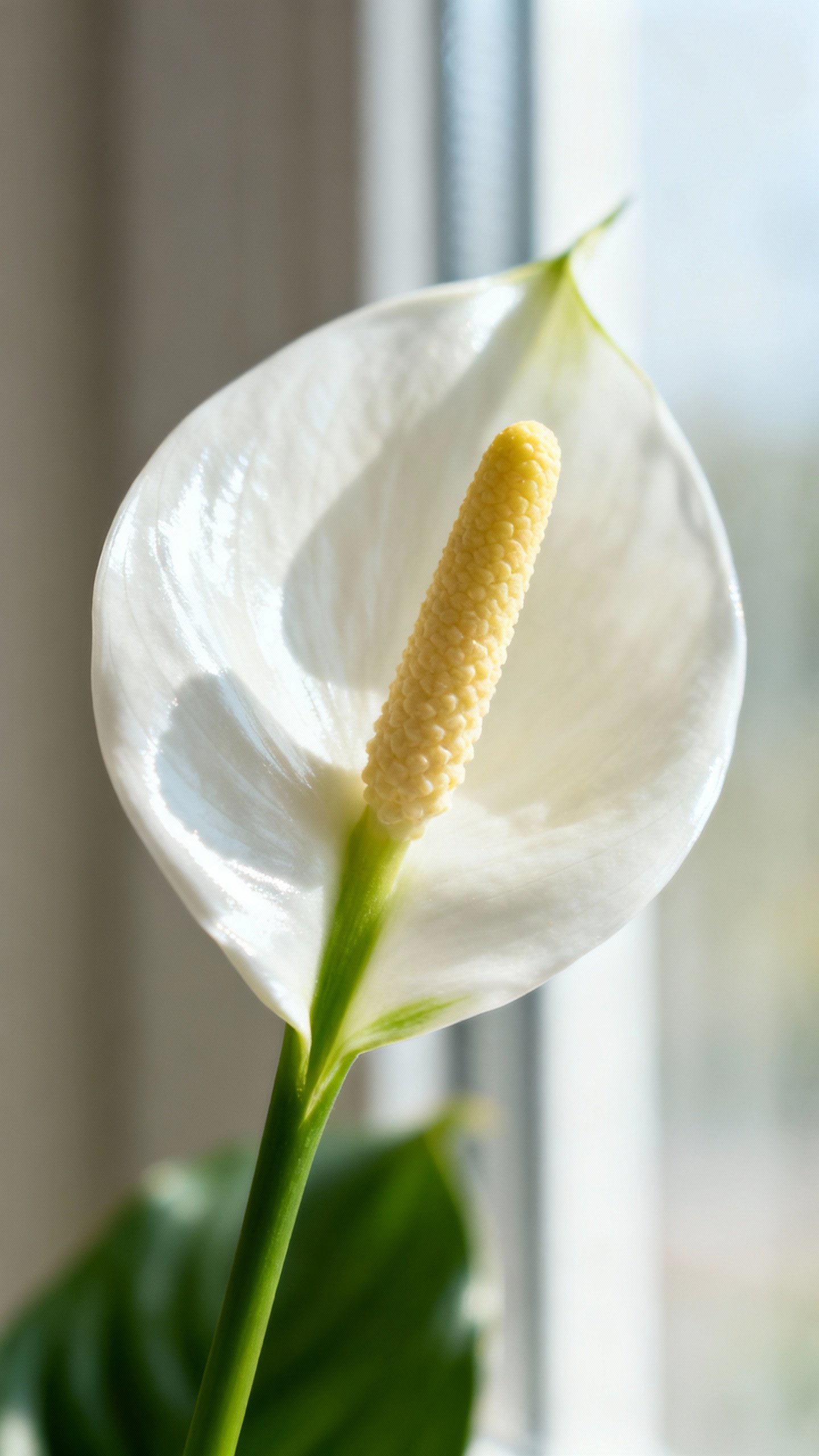 Closeup peace lily spathe and spadix, bright indirect window light