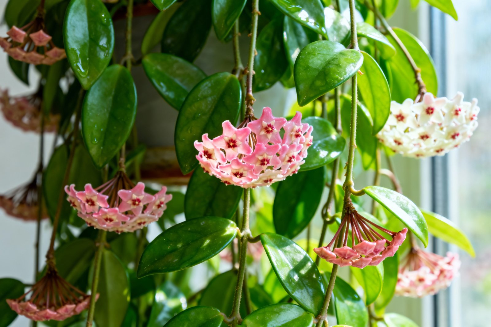 Must-try Hoya Plant Care Hacks For Wax Flowers & Healthy Vines tmpyq6f0bpv