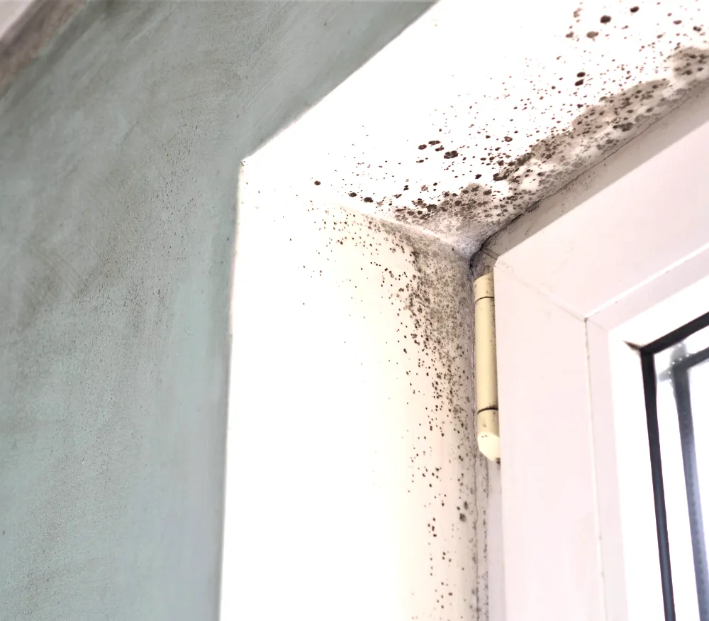7 ways to remove black mold from walls