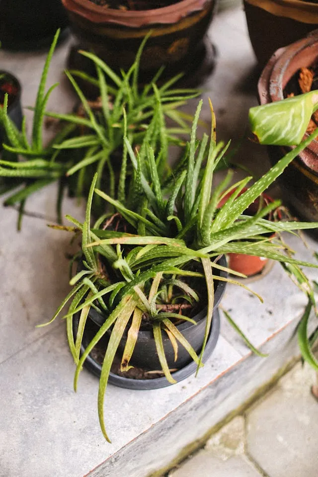 how to revive a dying aloe vera plant