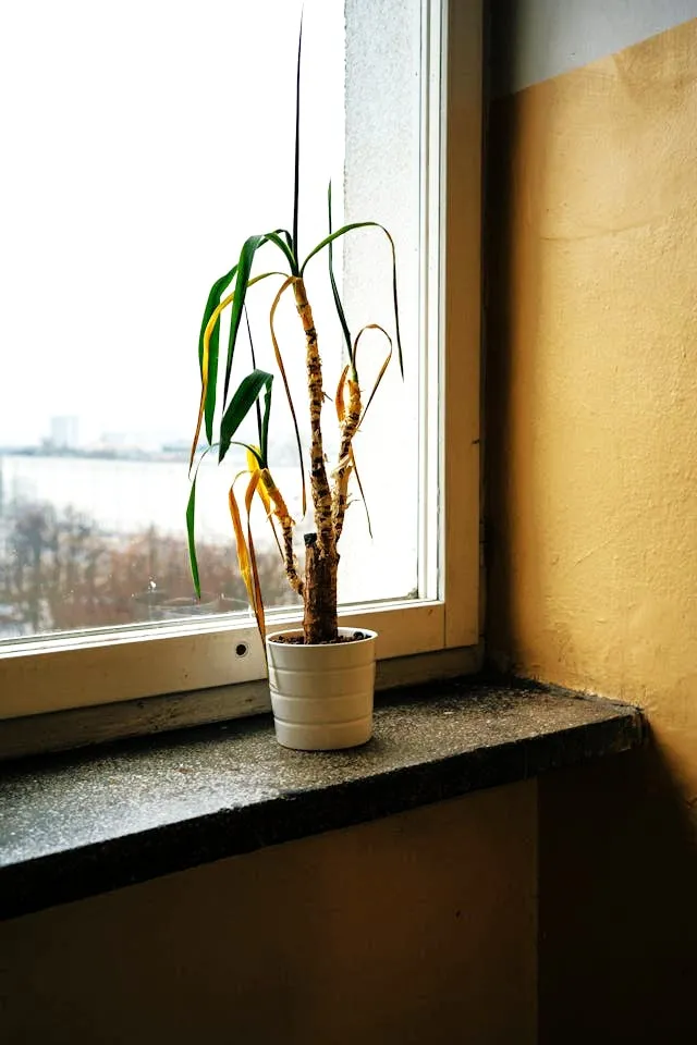 how to revive a dying bamboo plant