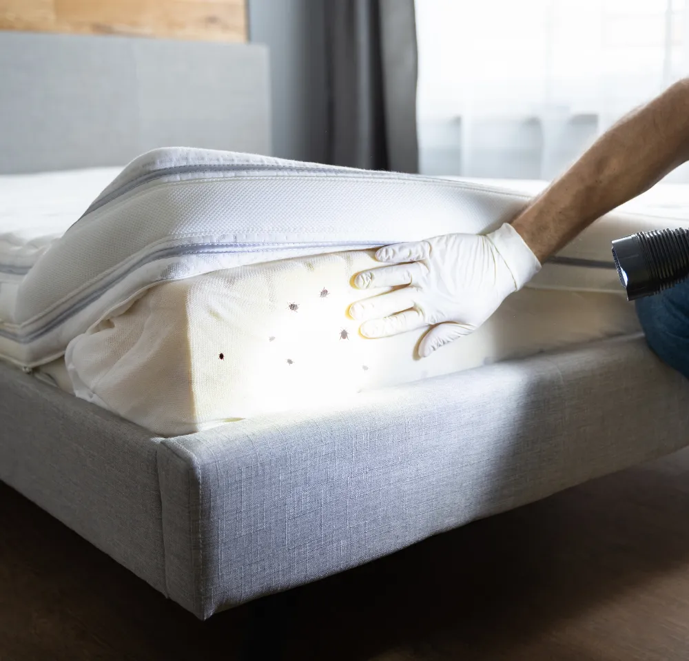 10 ways to tell if you have bed bugs