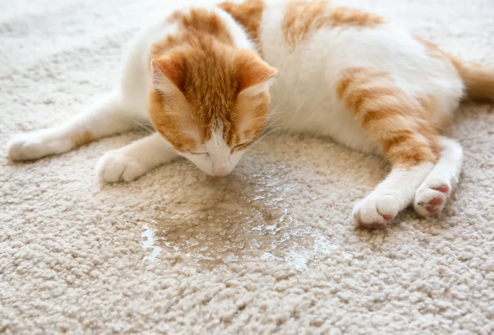 6 ways to get cat pee out of a rug
