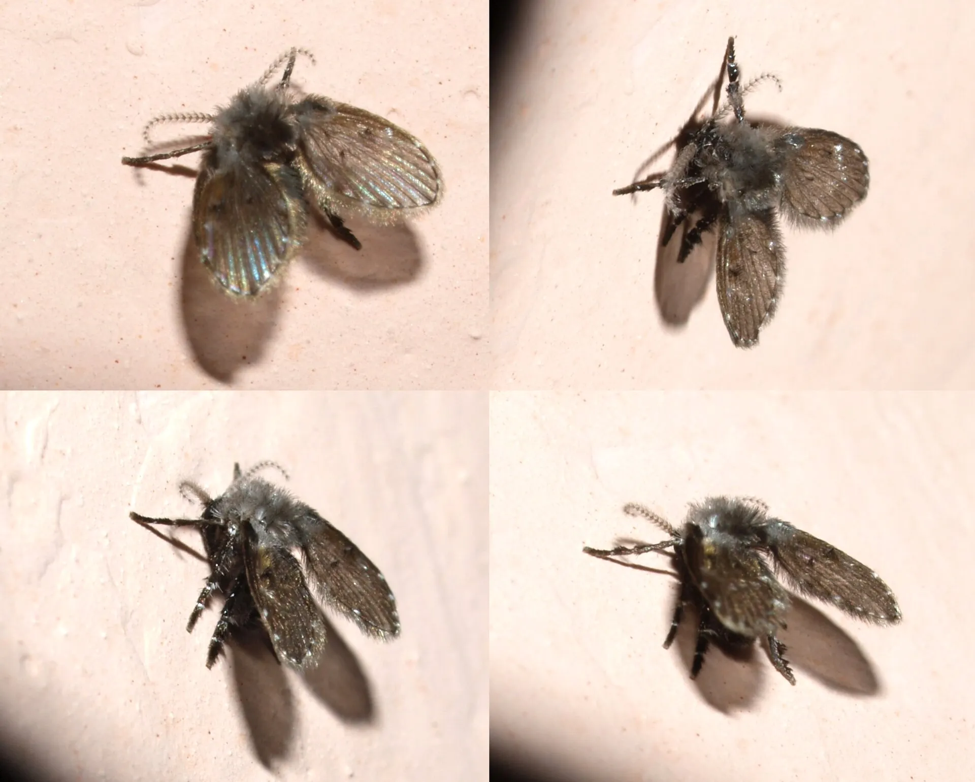 7 ways to get rid of drain flies for good