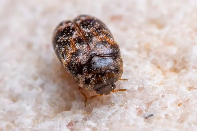 7 ways to kill carpet beetles for good