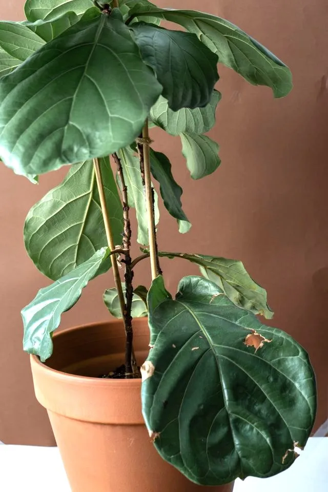 7 ways to save an overwatered plant