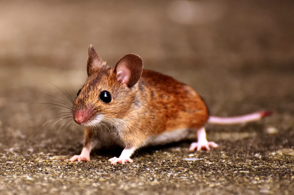 how to get rid of mouse urine smell